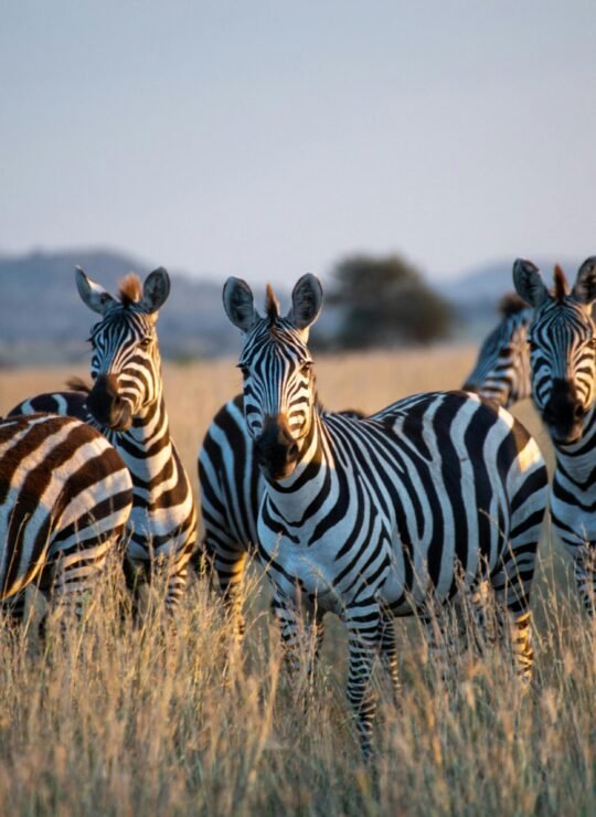 Manyara
