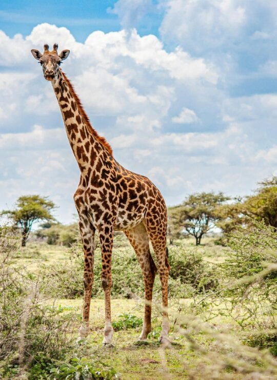 Kilimanjaro